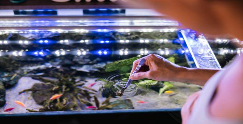 Aquarium Maintenance in Formby